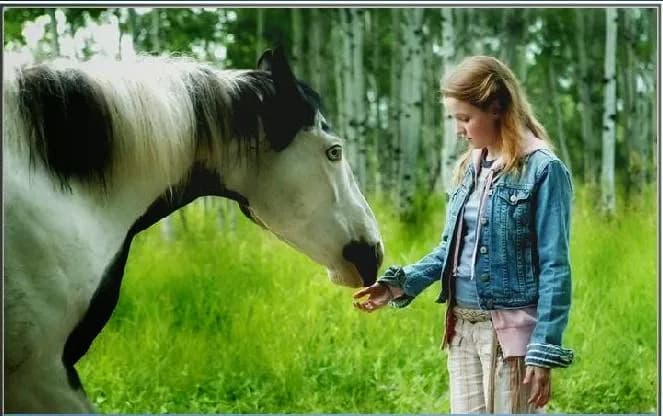 Najlepsze filmy o koniach po polsku, które poruszą Twoje serce